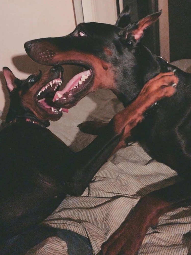 Доберман Эстетика