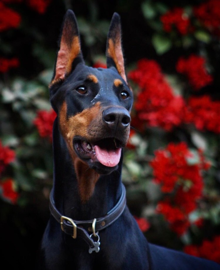 Доберман чёрный эстэтика