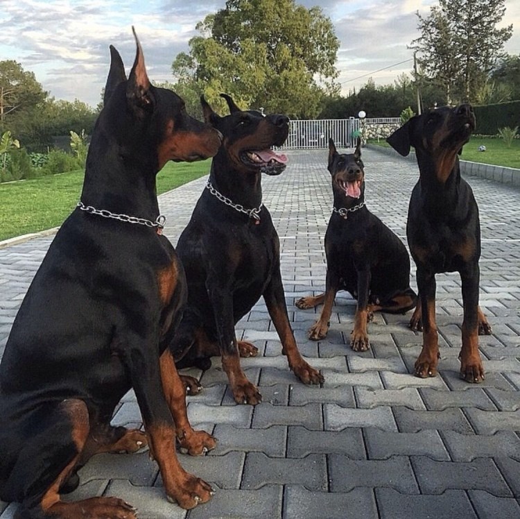 Аня Якушева Доберман