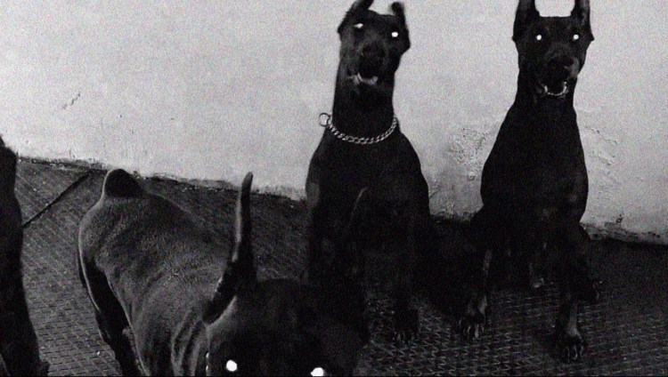 Лающая собака Доберман