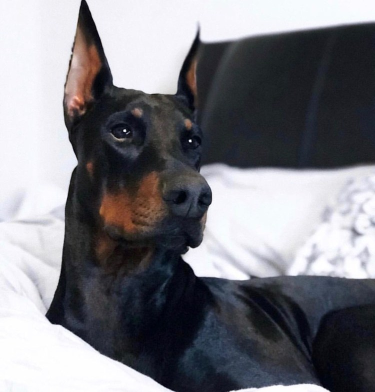 Луис Доберман