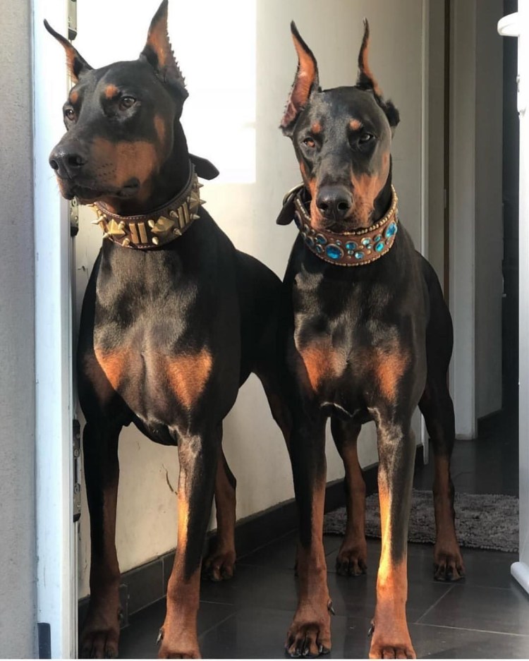 Доберман Эстетика с девушкой