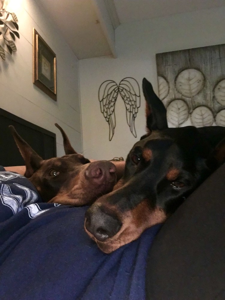 Пушистый Доберман