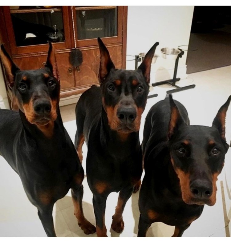 Доберман щенок