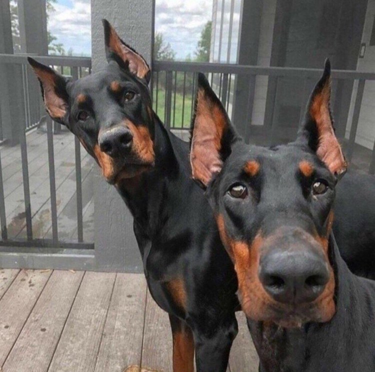 Доберман-пинчер оскал