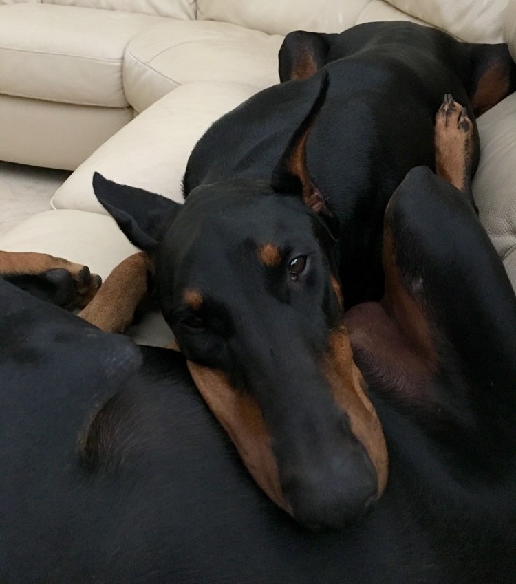 Доберман Эстетика