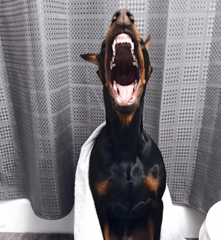 Маникюр с доберманом