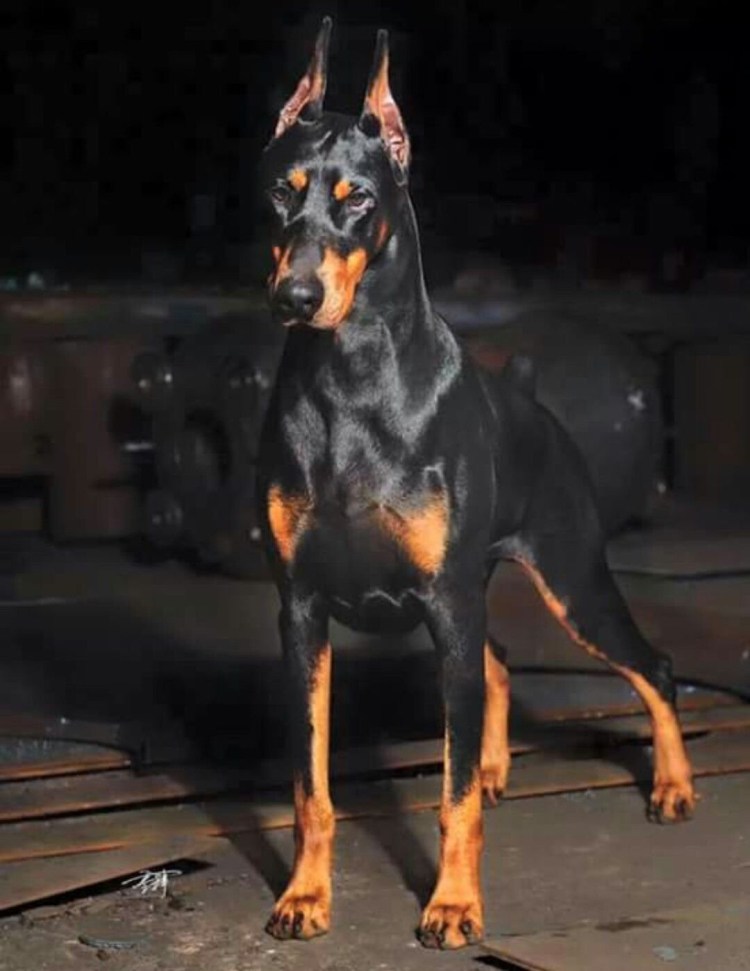 Собака Доберман на аву