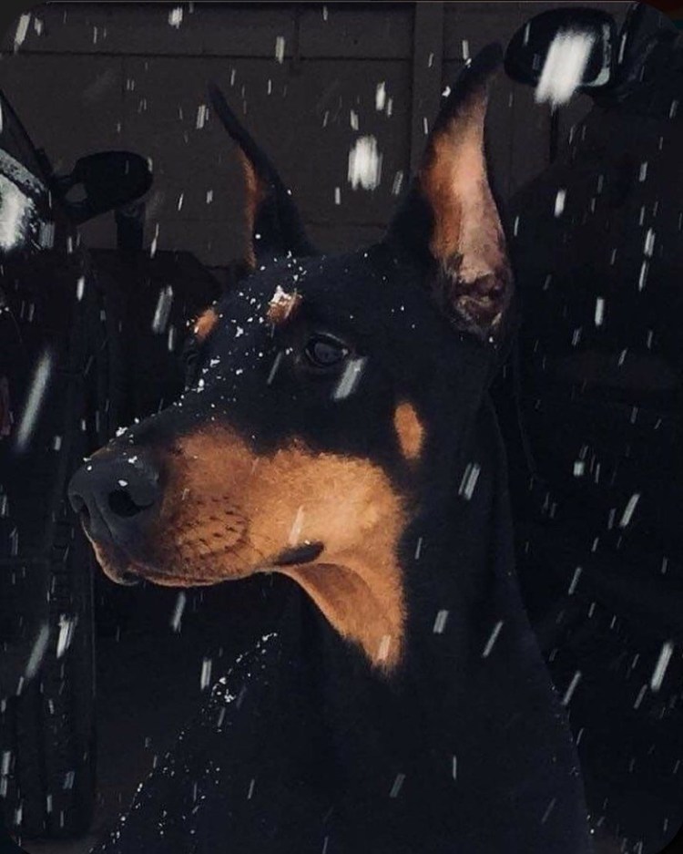 Доберман-пинчер сохры