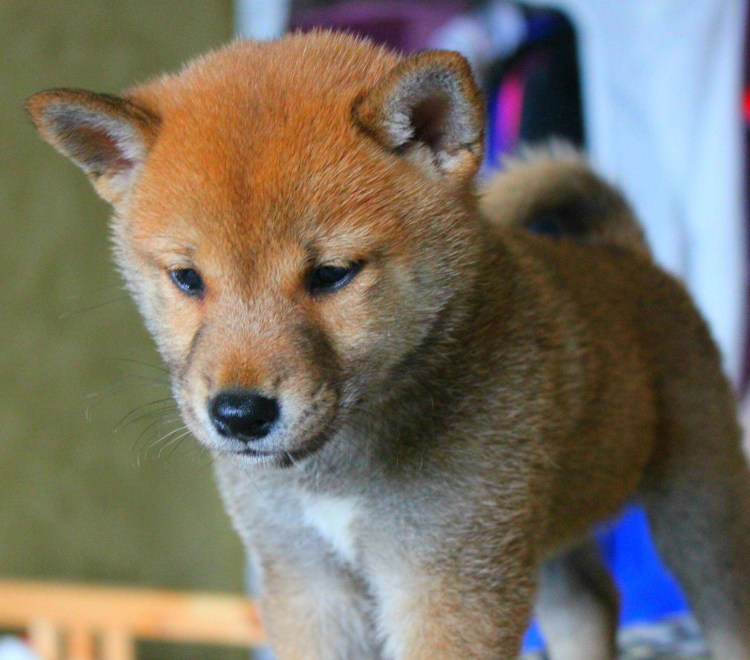 Сиба ину рост