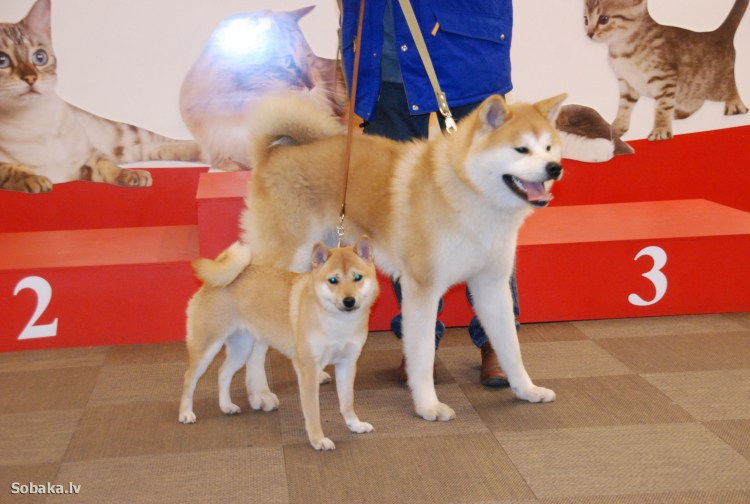 Груминг сиба ину