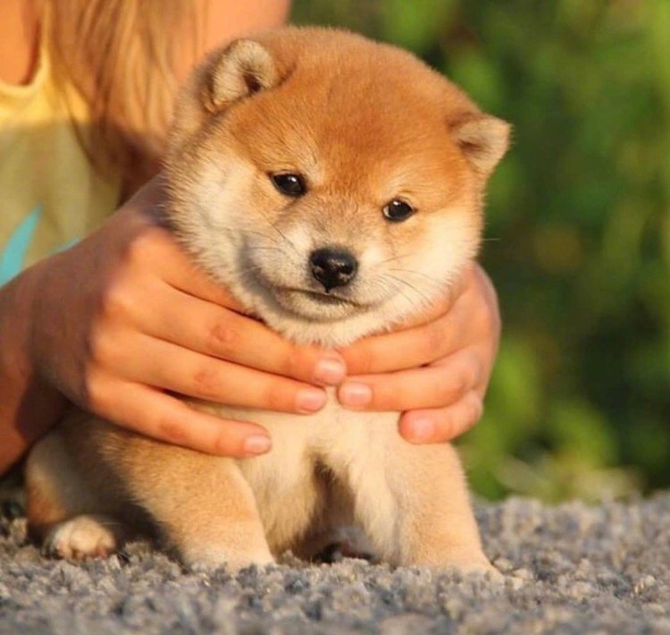 Сиба ину красный сезам