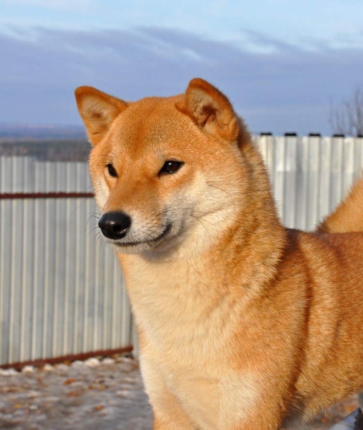 Смешные собаки сиба ину