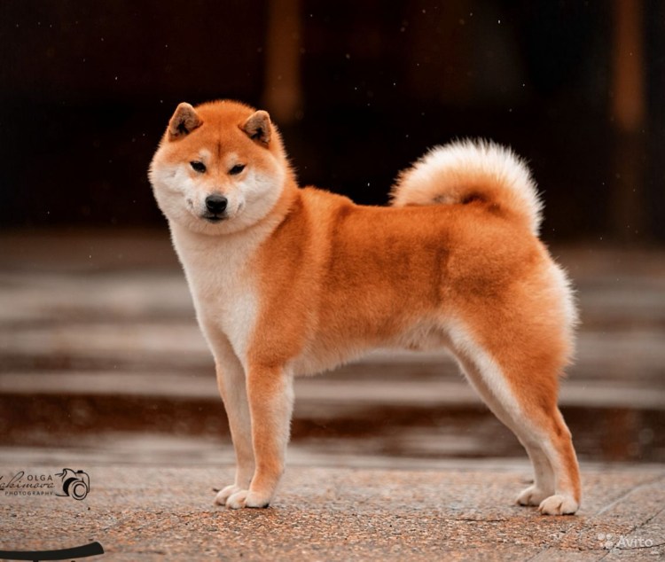 Порода сиба ину