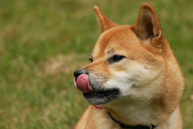 2 Сиба ину