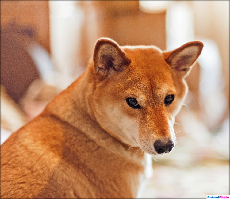 Сиба ину короткошерстные