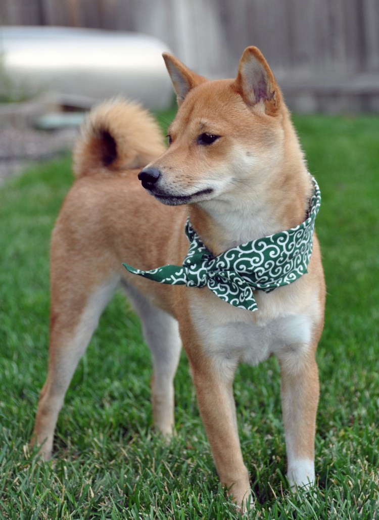 Собака Шиба ину маленькая