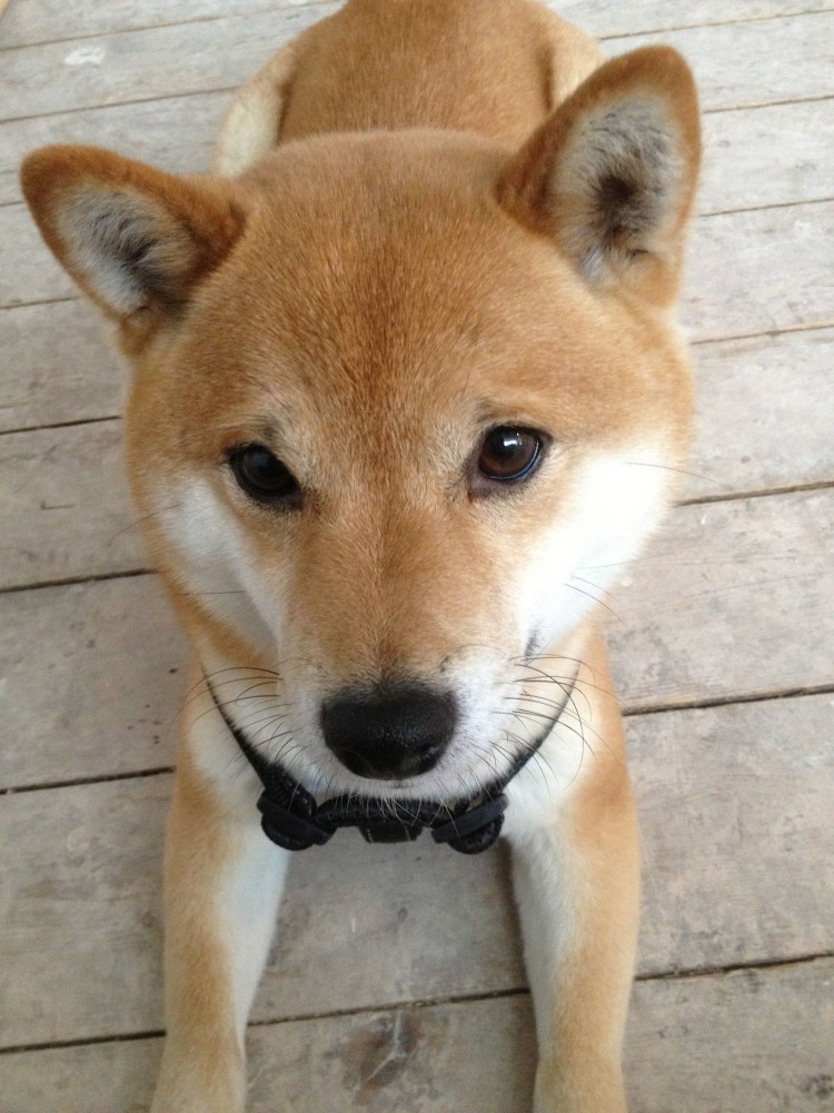 Акита сиба шпиц