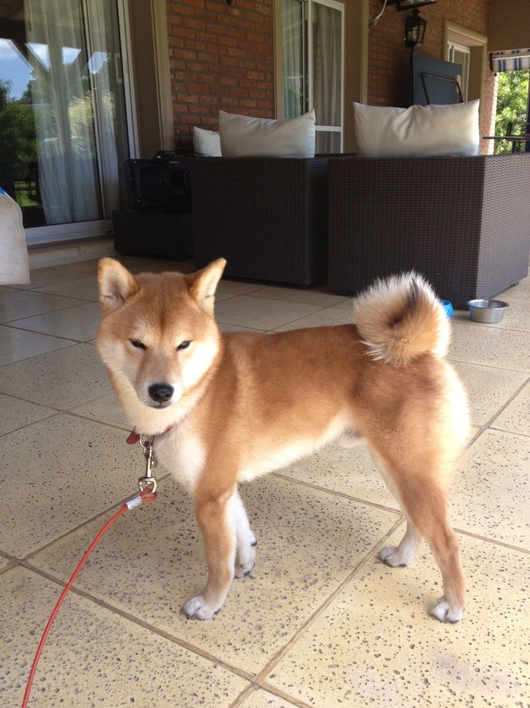 Порода собак сиба ину