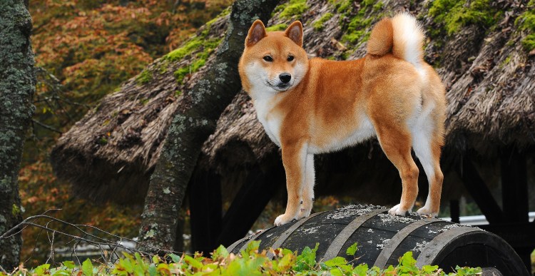 Шиба ину