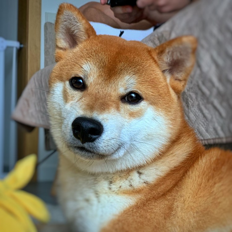 Сиба ину щенок