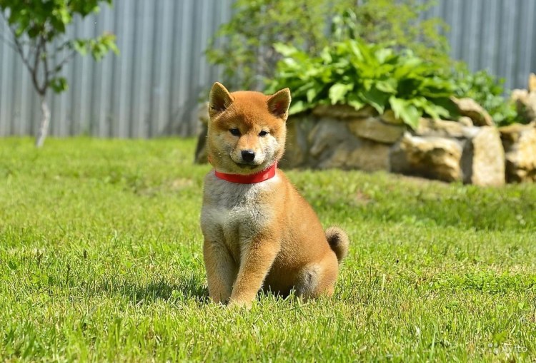 Собака сиба ину