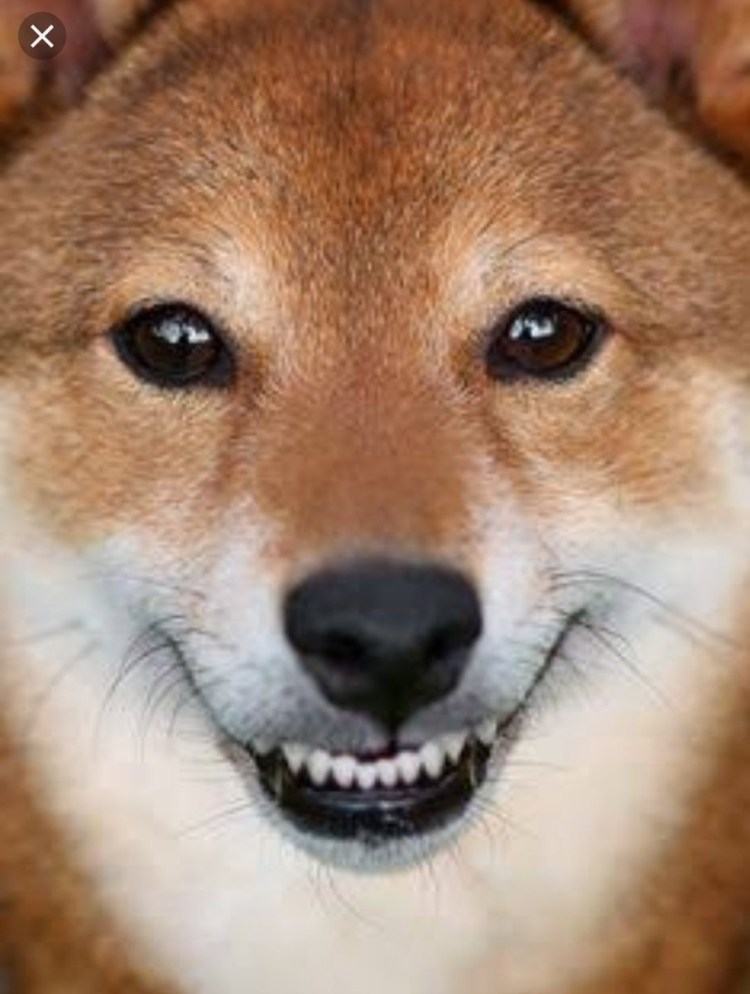 Порода собак сиба ину