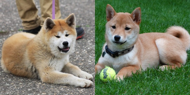 Сиба Шиба ину