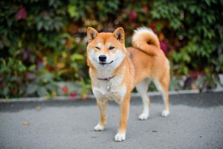 Сиба ину окрас