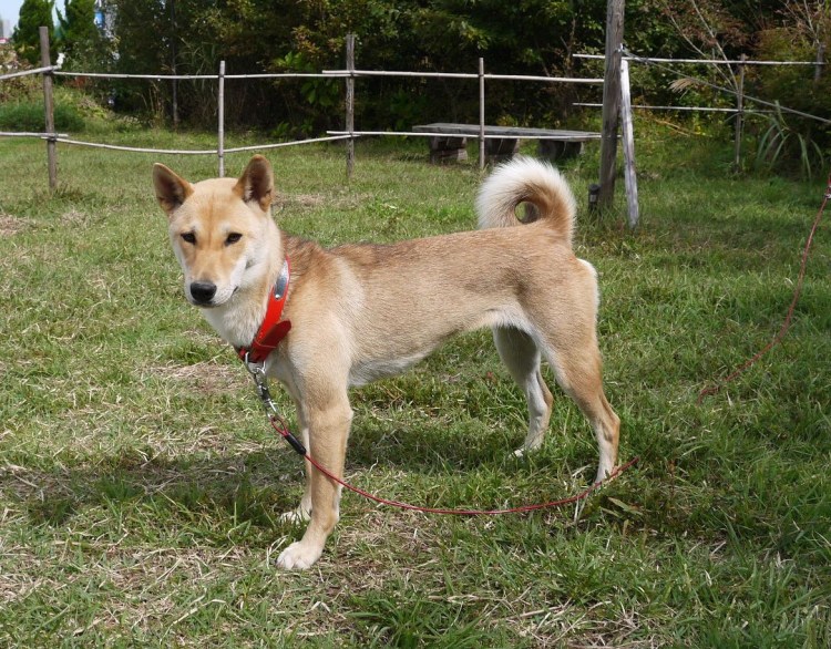 Лисичка сиба-ину