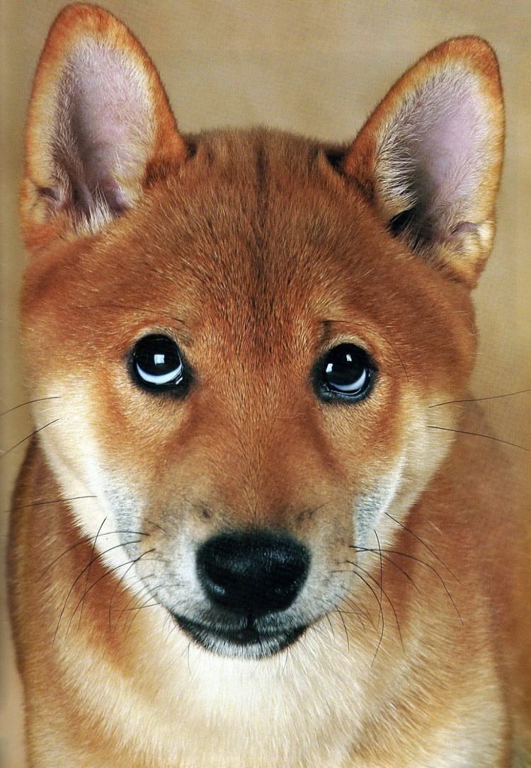 Собаки Акита и сиба ину