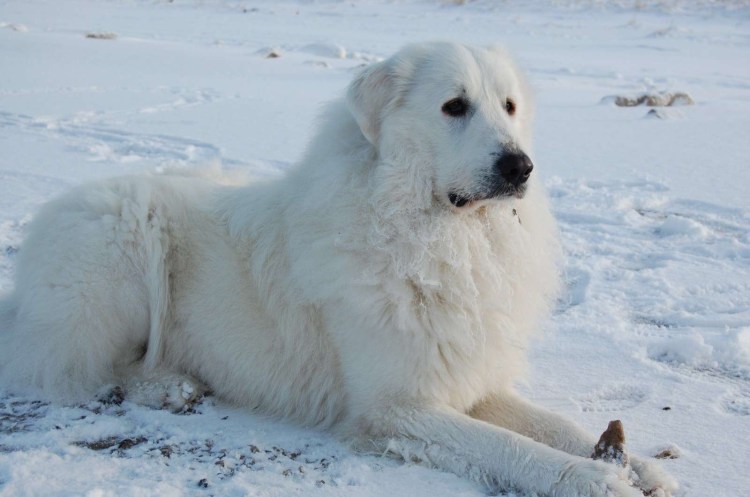 Маремаобрудская овчарка