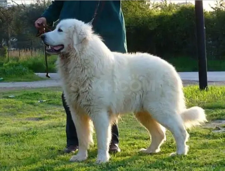 Маремма-абруццкая овчарка