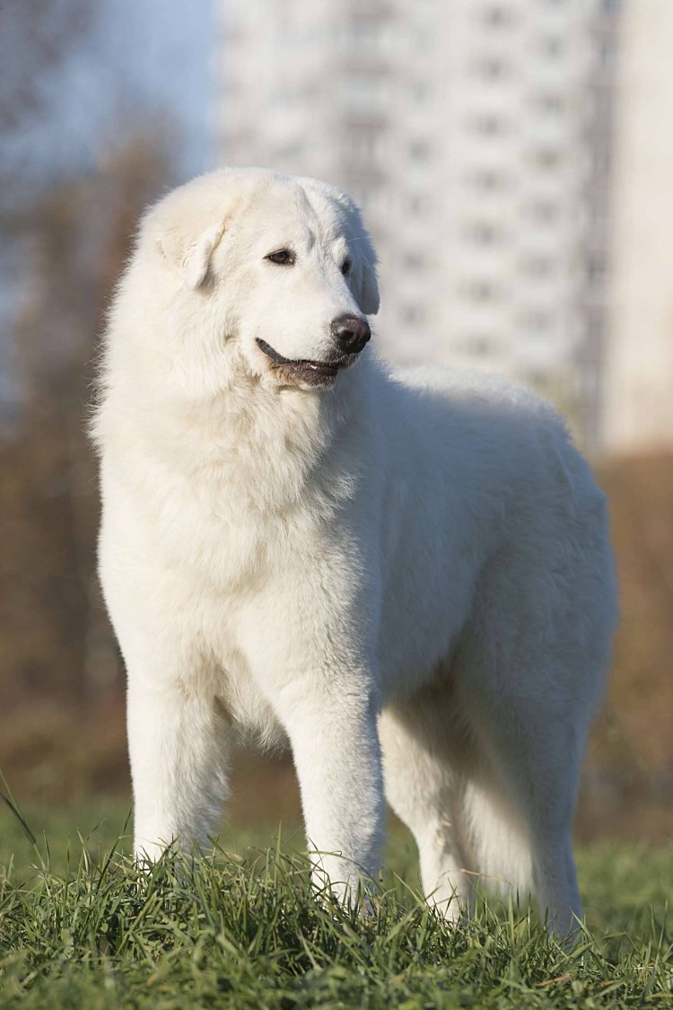 Мареммо абруцкая овчарка