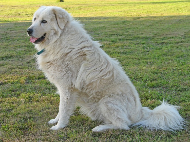 Маремма-абруццкая овчарка