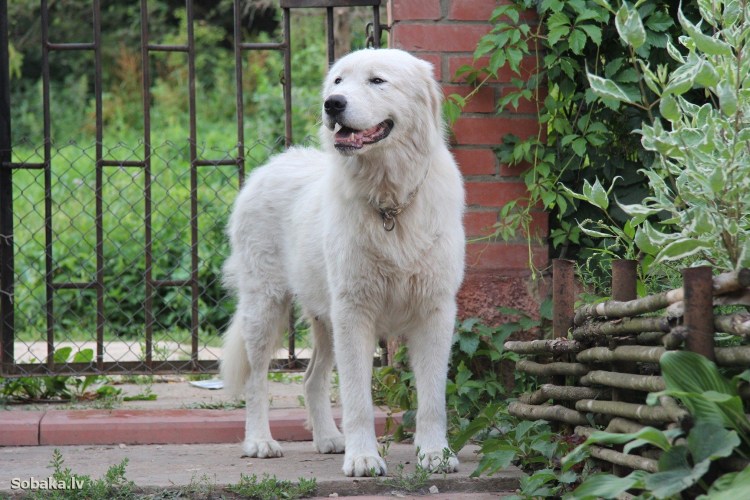 Пиренейская Горная овчарка