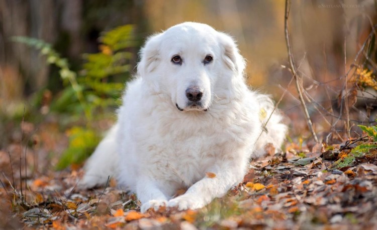 Маремма-абруццкая овчарка