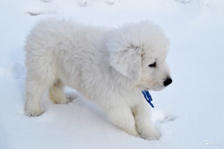 Мареммо абруцкая овчарка