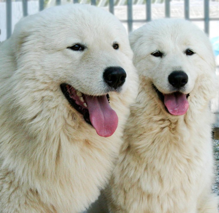 Маремма-абруццкая овчарка