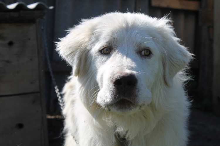 Собака Маремма абруццкая овчарка