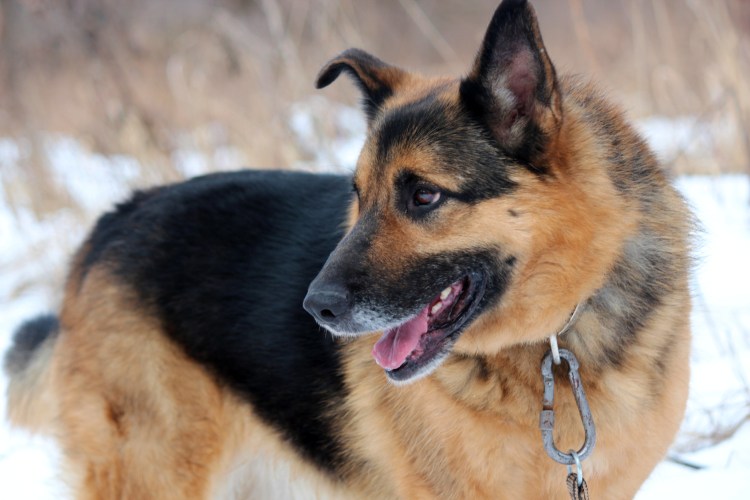 Европейская сторожевая