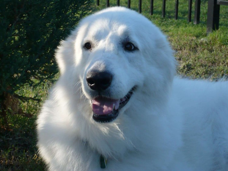 Маремма-абруццкая овчарка фото