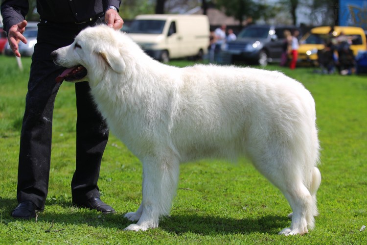 Мареммо-абруццкая овчарка