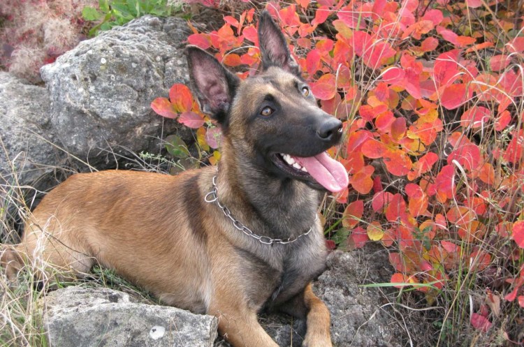 Овчарка Лео