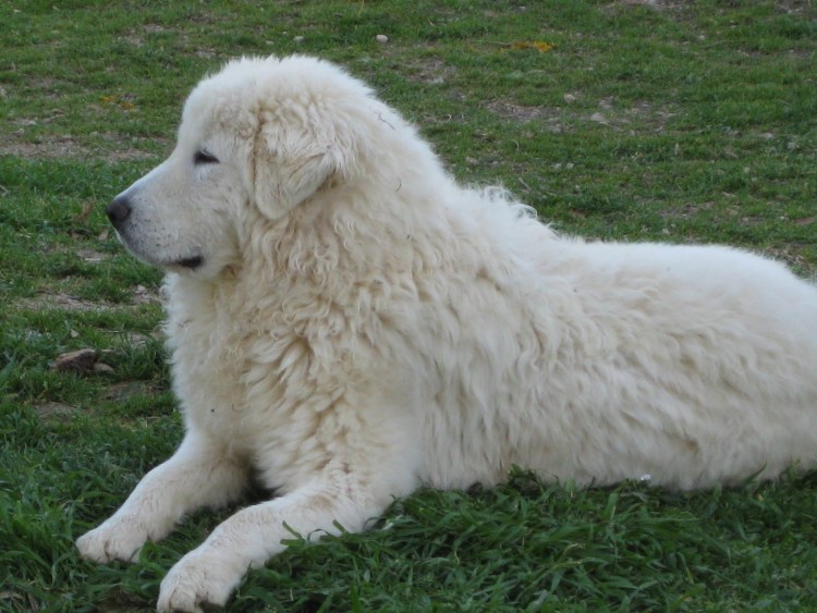 Итальянская пастушья овчарка