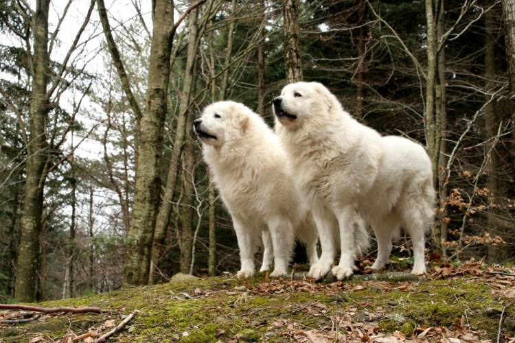 Морена абруцкая овчарка