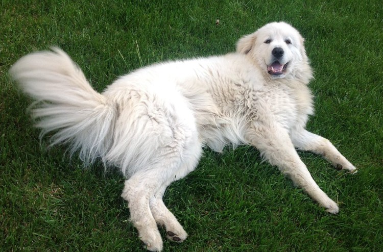 Мареммо-абруццкая овчарка