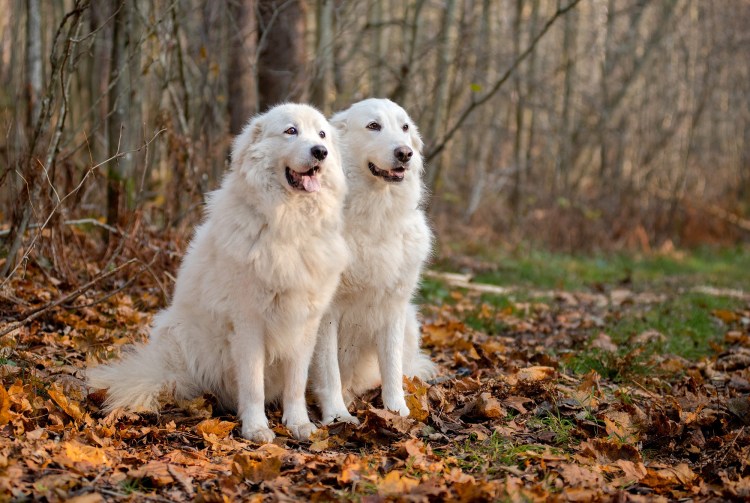 Белая овчарка Маремма абруццкая