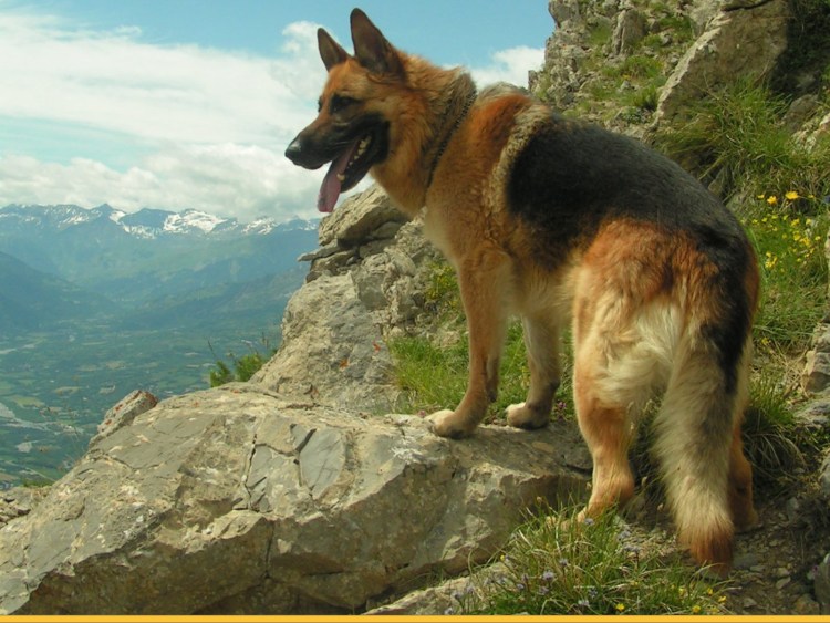 Маремма-абруццкая овчарка