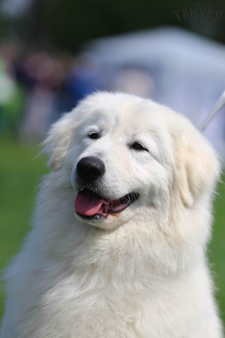 Мареммано абруццкая овчарка